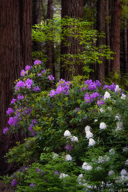 redwoods national park, redwoods, ca, california, flora, trees, jedediah smith, rhododendrons, rhodes, fog