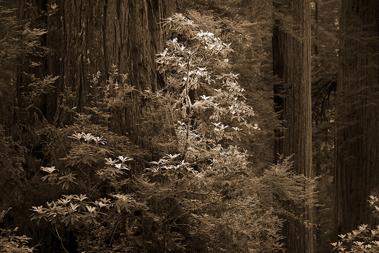 redwood national park, redwoods, rhododendrons, rhodes, forest, trees, n ca, northern ca, northern california, california, pacific...