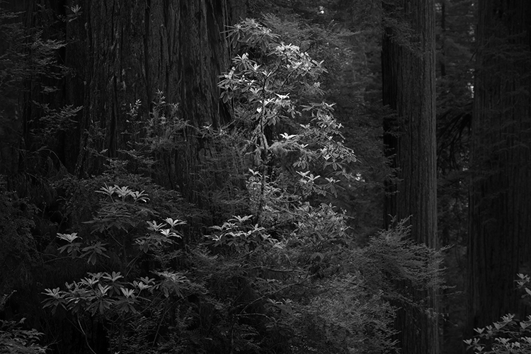 Rhodies and Redwoods BW