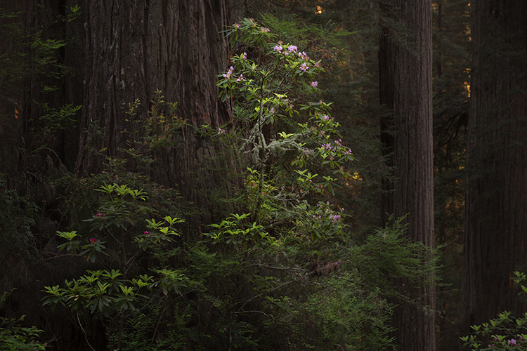 redwood national park, redwoods, rhododendrons, rhodes, forest, trees, n ca, northern ca, northern california, california, pacific...