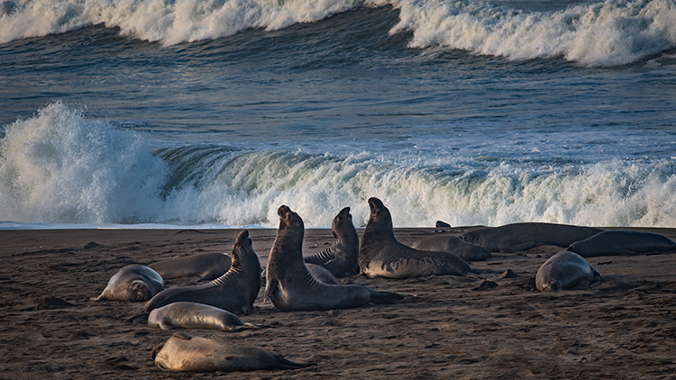 big sur, san simeon, elephant seal, seals, cambria, ca, california, pacific, ocean, water, beach, surf, rookery, coast, fauna