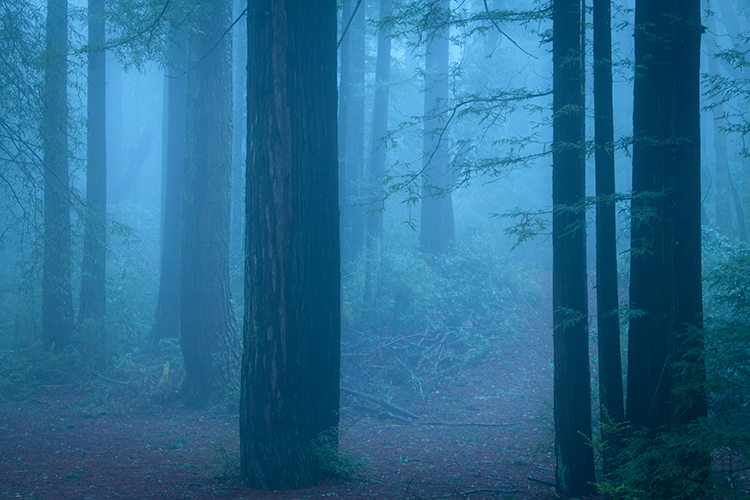 redwood, forest, fog, ca, california, san mateo, purisima, preserve, creek, flora, mood, atmospherics, peninsula, woods, bay...