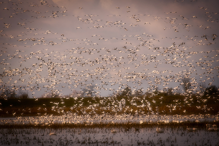 migratory, birds, fowl, geese, sandhill, cranes, central valley, sacramento valley, california, flyover, ponds