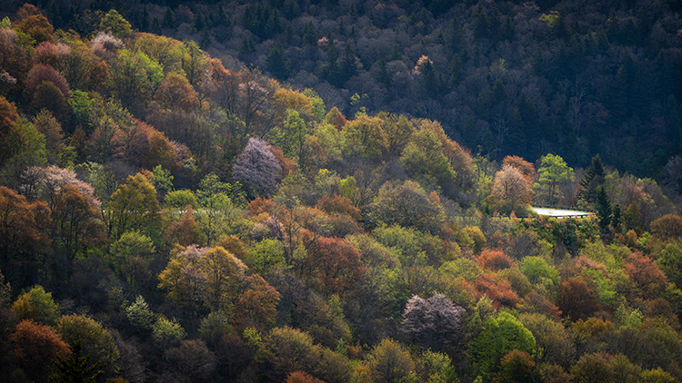 Blue Ridge Parkway, north carolina, Appalachia, smoky, mountains, trees, colors, south