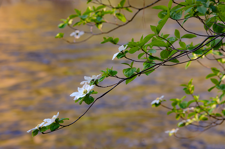 yosemite national park, yosemite, merced, river, merced river, valley, spring, bloom dogwoods, flora, sierra, yosemite valley...