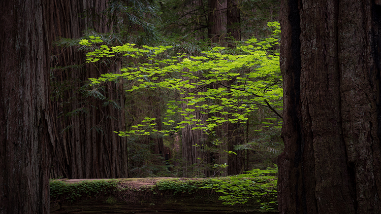 redwood national park, redwoods, rhododendrons, rhodes, forest, trees, n ca, northern ca, northern california, california, pacific...