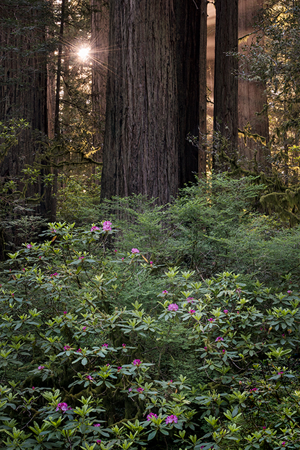 redwood national park, redwoods, rhododendrons, rhodes, forest, trees, n ca, northern ca, northern california, california, pacific...