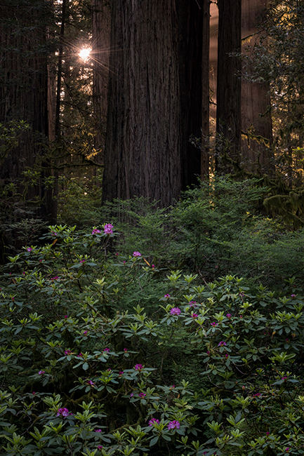 redwood national park, redwoods, rhododendrons, rhodes, forest, trees, n ca, northern ca, northern california, california, pacific...