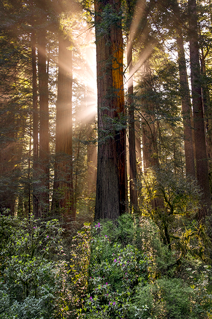 redwood national park, redwoods, rhododendrons, rhodes, forest, trees, n ca, northern ca, northern california, california, pacific...