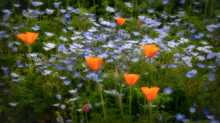 wildflowers, spring, flowers, poppy, poppies, ca, california, flora,