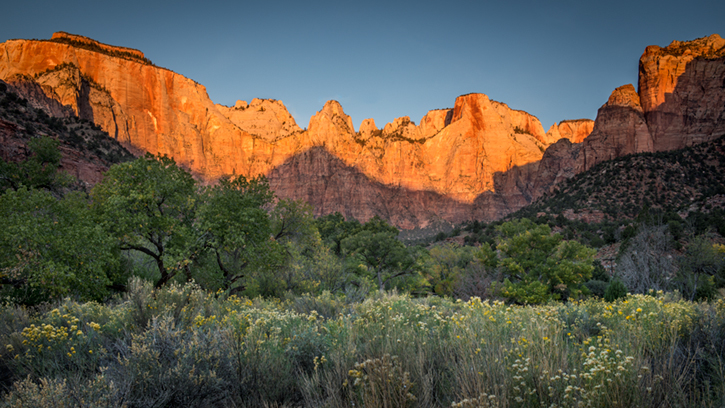 trees, fall, fall color, zion, mountains, utah, ut, southwest, virgin, river, virgin river,  cottonwoods, twilight, sunrise...