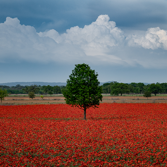 texas, tx, spring, flora, trees, clouds, hill country, poppies,