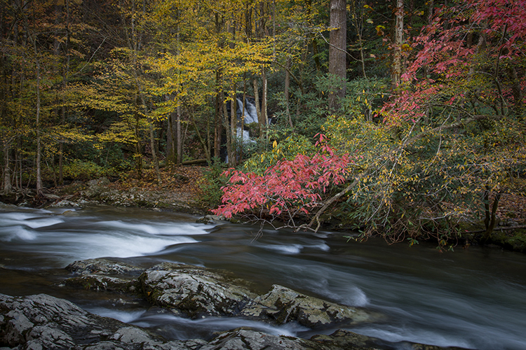 great smoky national park, smokys, mountains, fall, water, nc, tn, north carolina, tennessee, maples, colors, national, park...