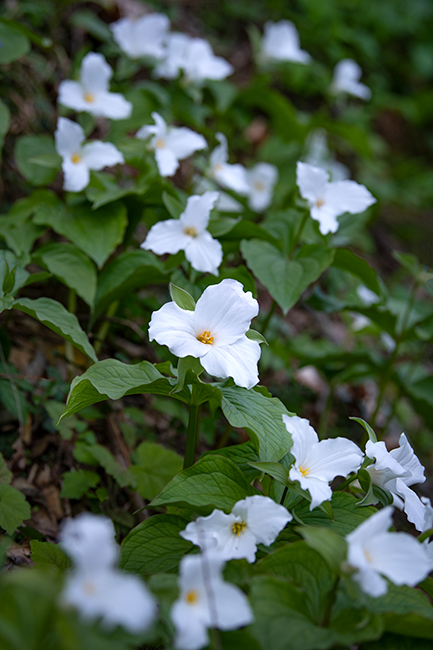 Great Smoky Mountains, smokies, smokys, Tennessee, tn, north carolina, nc, spring, bloom, mountains, wildflowers, trillium, flora...