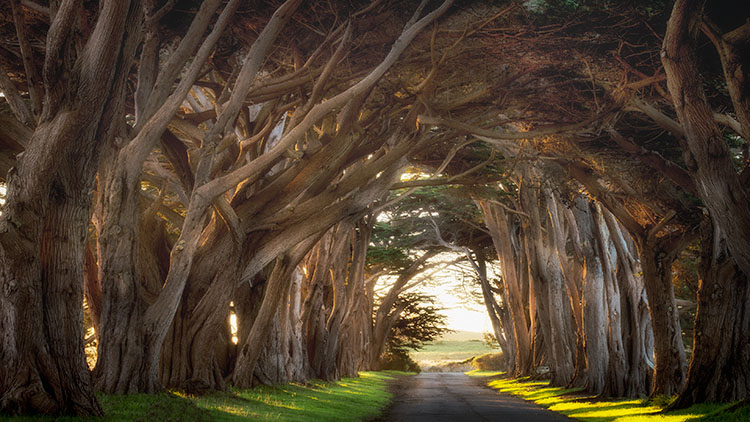 point reyes, seashore, national park, ca, west marin, marin, west, trees, cypress, tree tunnel, sunrise