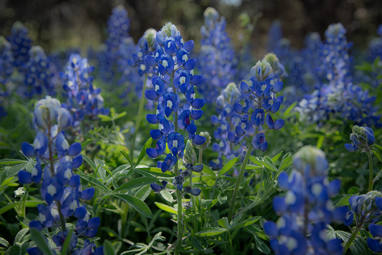 texas, tx, wildflowers, blue bonnets, indian paint brush, texas hill country, flora, lupine, flora, oaks, spring, mustard, larch...