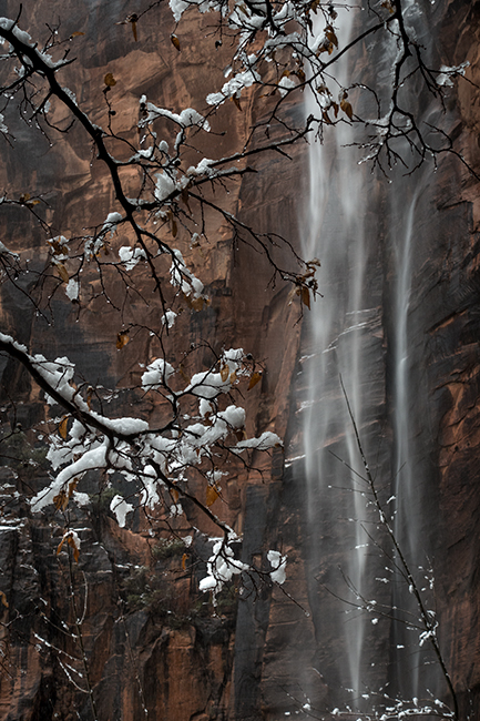 Zion, Zion National Park, ut, utah, red rock, trees, fall, colorado plateau, southwest, mountains, sandstone, zion canyon, weeping...