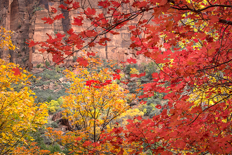 Zion, Zion National Park, ut, utah, red rock, trees, fall, colorado plateau, southwest, mountains, sandstone, zion canyon, cottonwood...