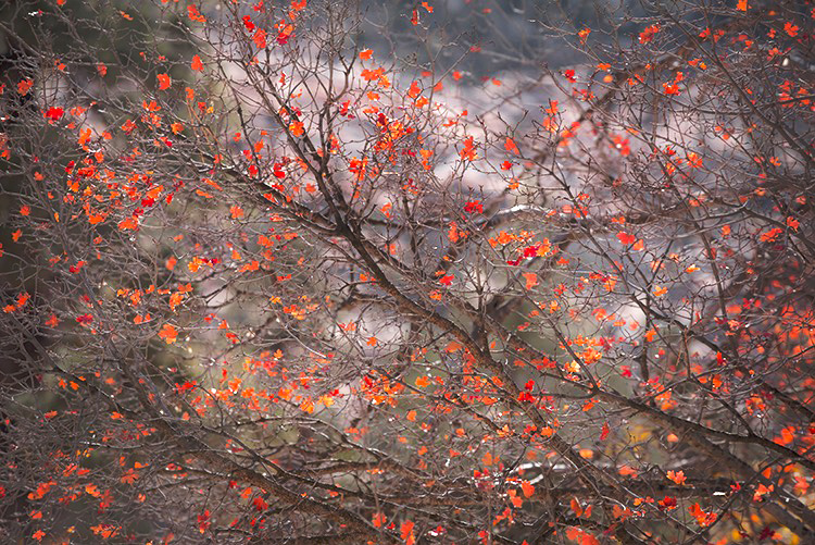 zion, zion national park, mountains, southwest, utah, maples, fall colors, fall